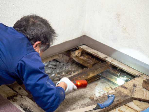 Best Attic Mold Removal  in Fairmont, IL