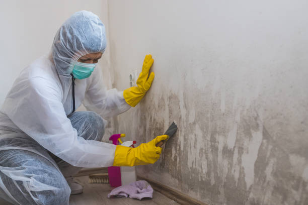 Best Mold Removal Near Me  in Fairmont, IL