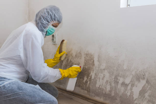 Best Mold Testing  in Fairmont, IL