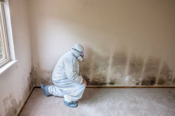 Best Mold Remediation  in Fairmont, IL